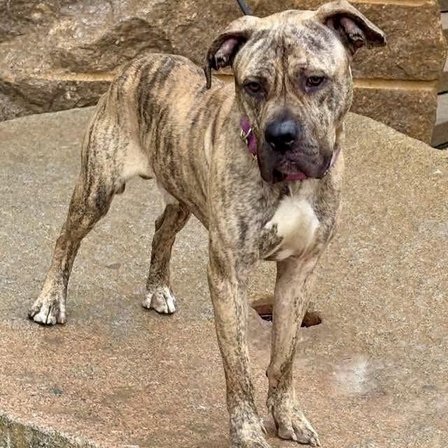 Cadillac, ADOPTABLE, Adult Male Pit Bull Terrier & Mastiff.