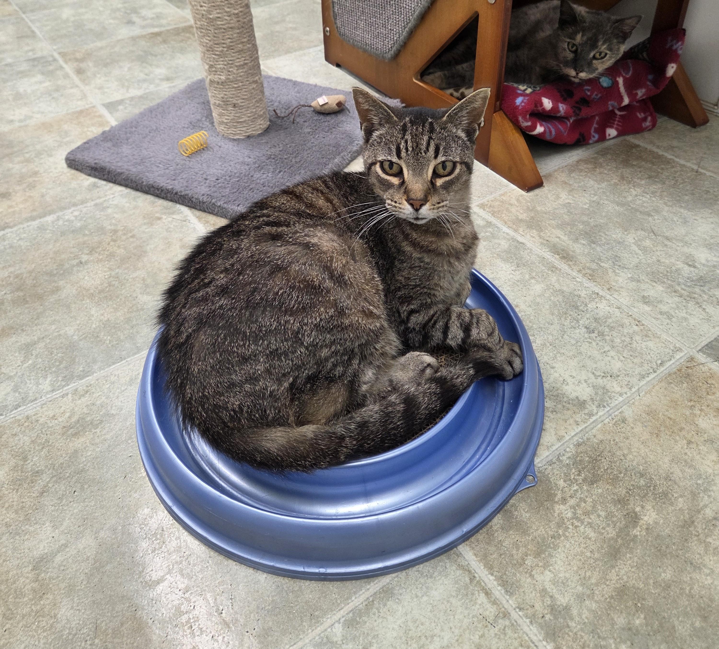 Kitkat, adoptable, Senior Male Domestic Short Hair.