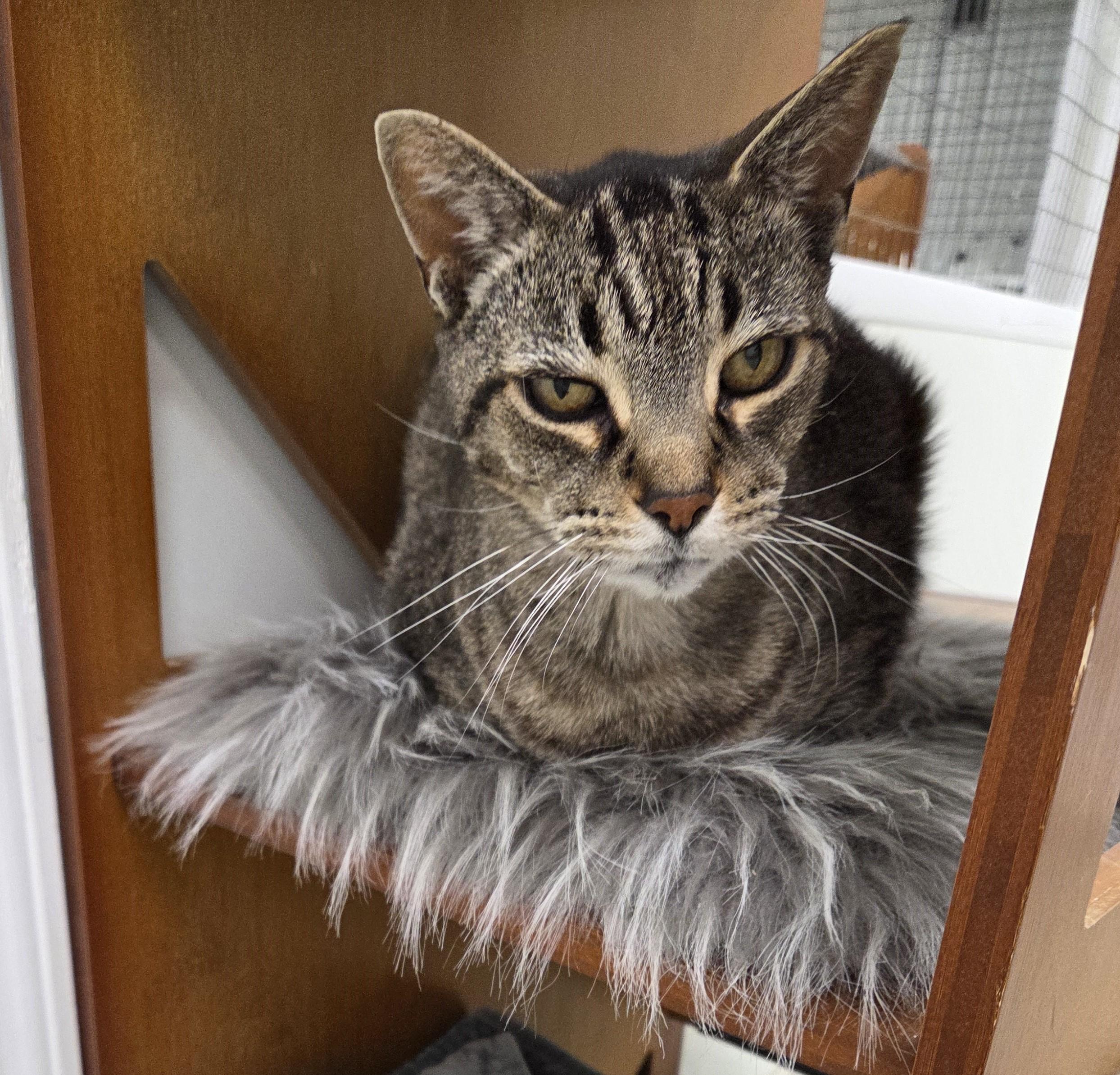 Enlarge Kitkat, an adopted mixed breed in Carsonville, MI image 2/2