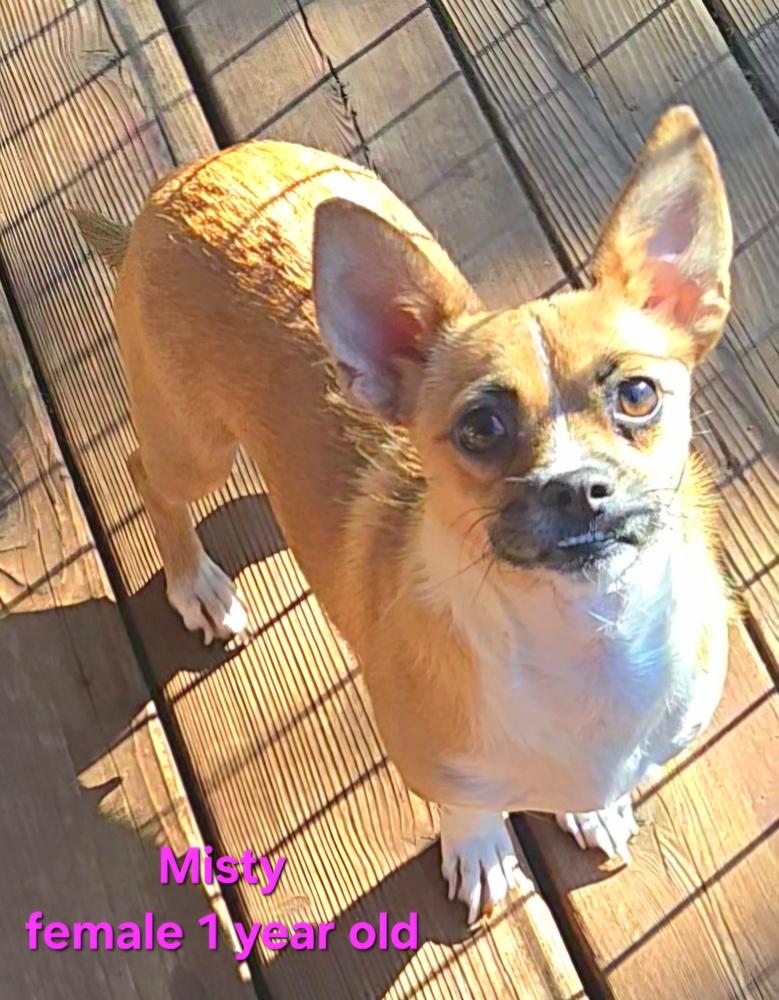 Enlarge Misty, a Adoptable mixed breed in Bend, OR image 1/5