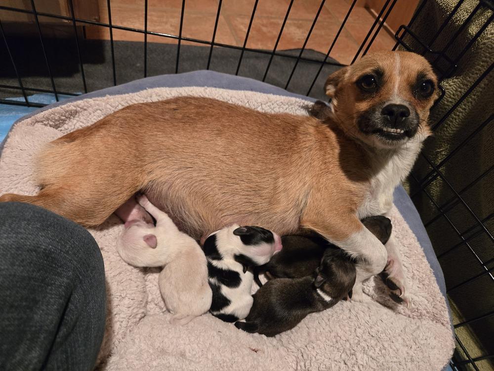 Enlarge Misty, a Adoptable mixed breed in Bend, OR image 2/5