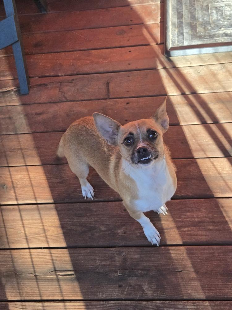 Enlarge Misty, a Adoptable mixed breed in Bend, OR image 3/5