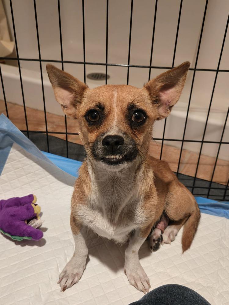 Misty, Adoptable, Young Female Dachshund & Chihuahua.