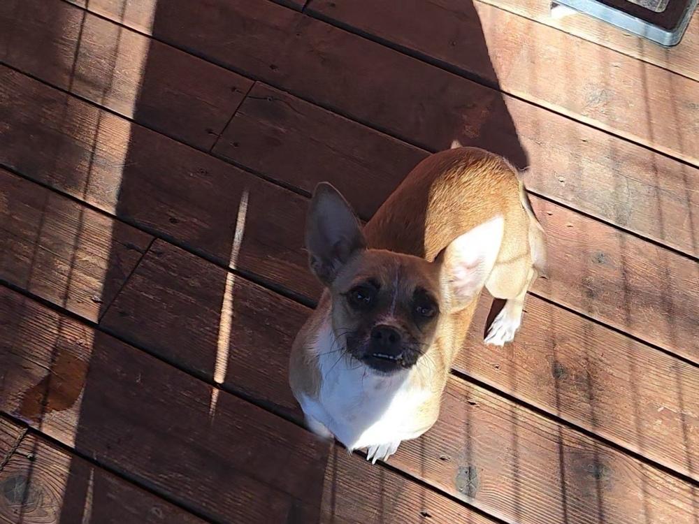 Enlarge Misty, a Adoptable mixed breed in Bend, OR image 5/5