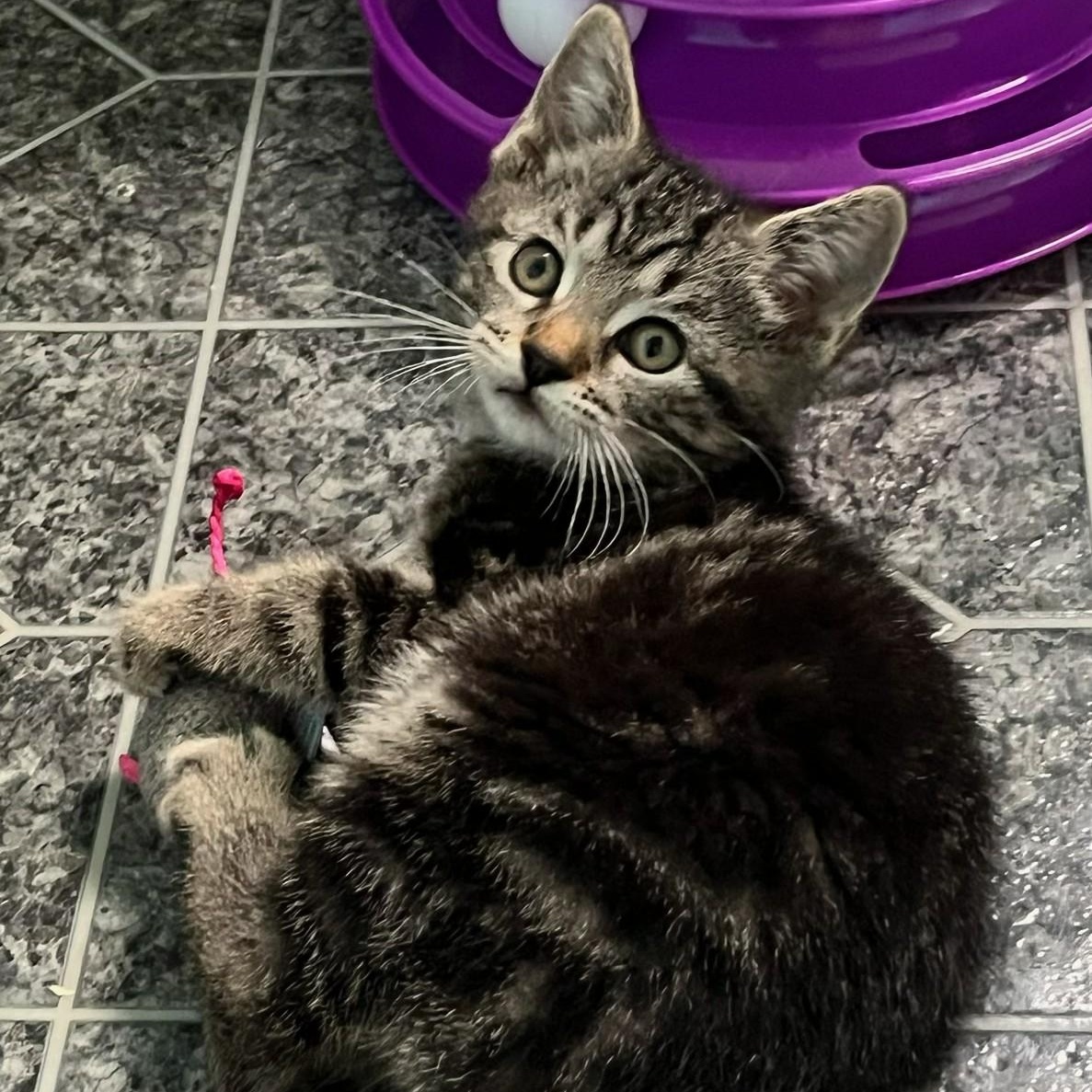 Enlarge Muffin, a Adoptable Domestic Short Hair in Johnson City, TN image 2/4