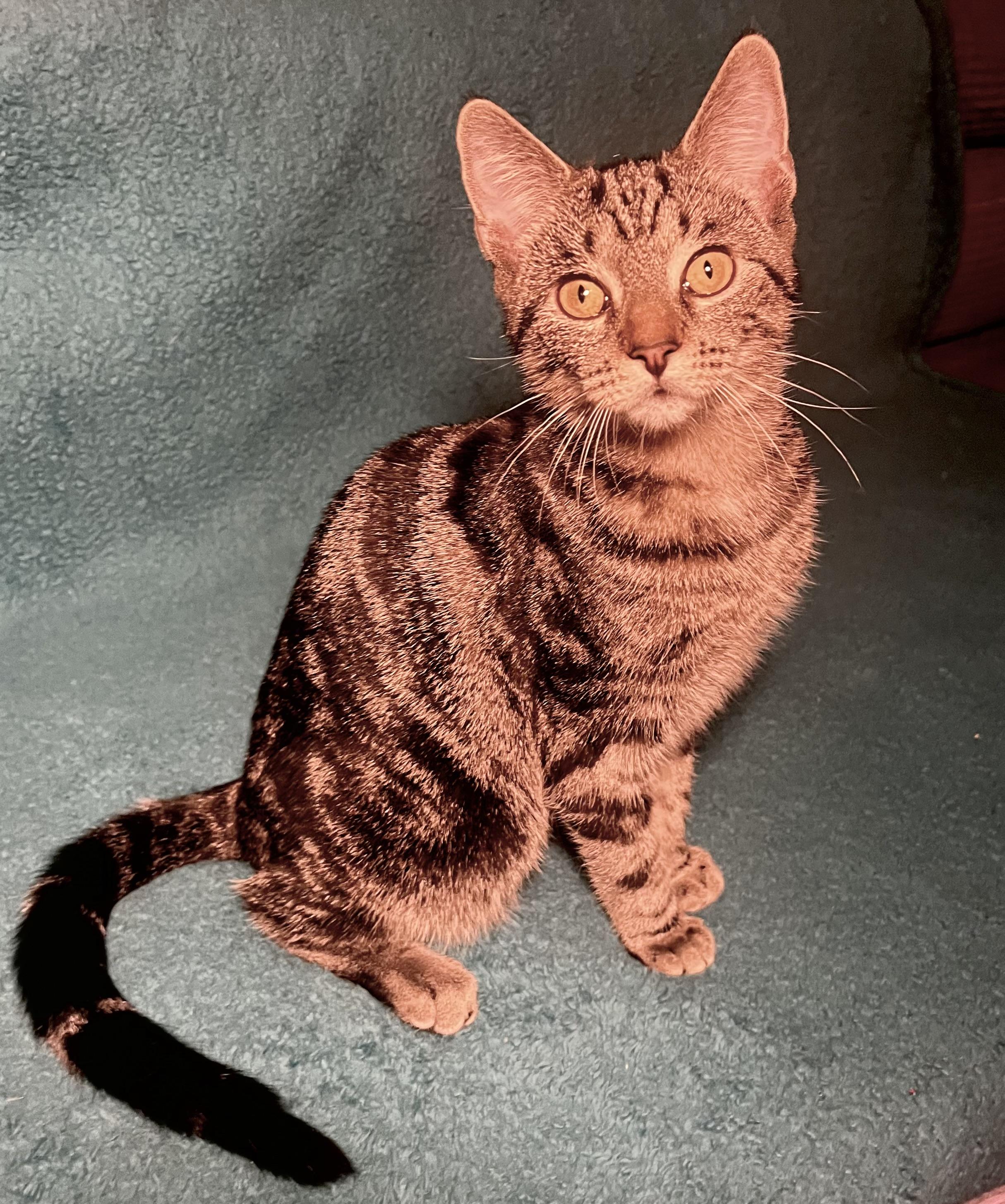 Enlarge Muffin, a Adoptable Domestic Short Hair in Johnson City, TN image 1/4