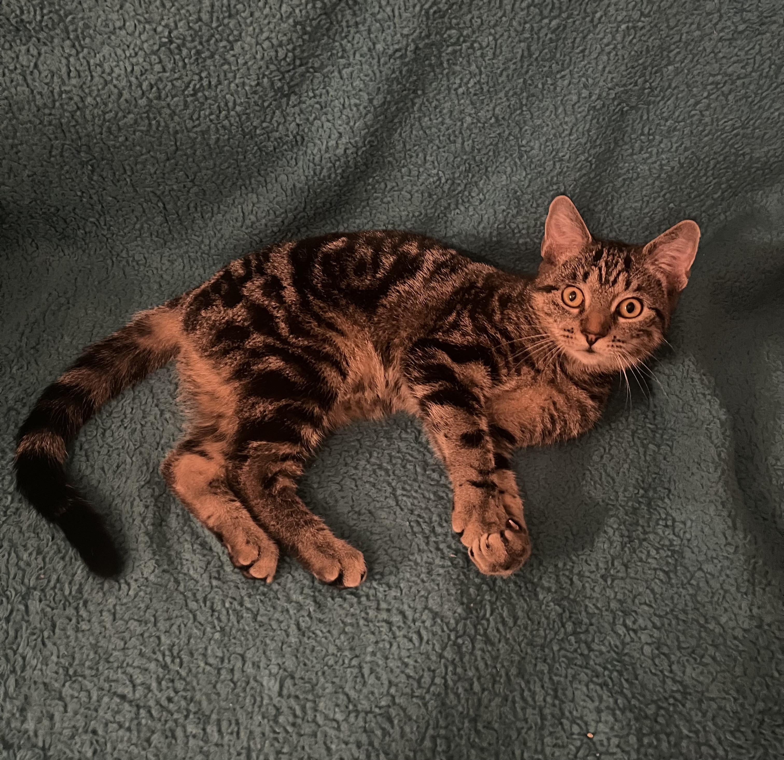 Enlarge Muffin, a Adoptable Domestic Short Hair in Johnson City, TN image 4/4