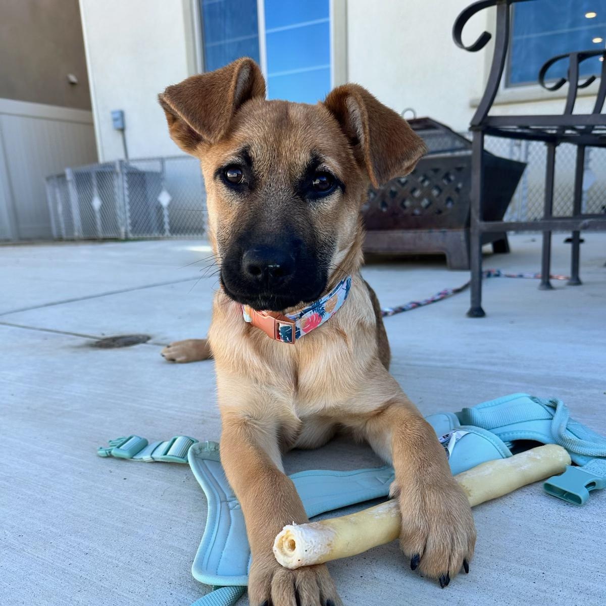 Pumpkin, an adopted German Shepherd Dog in Santee, CA image 2/6