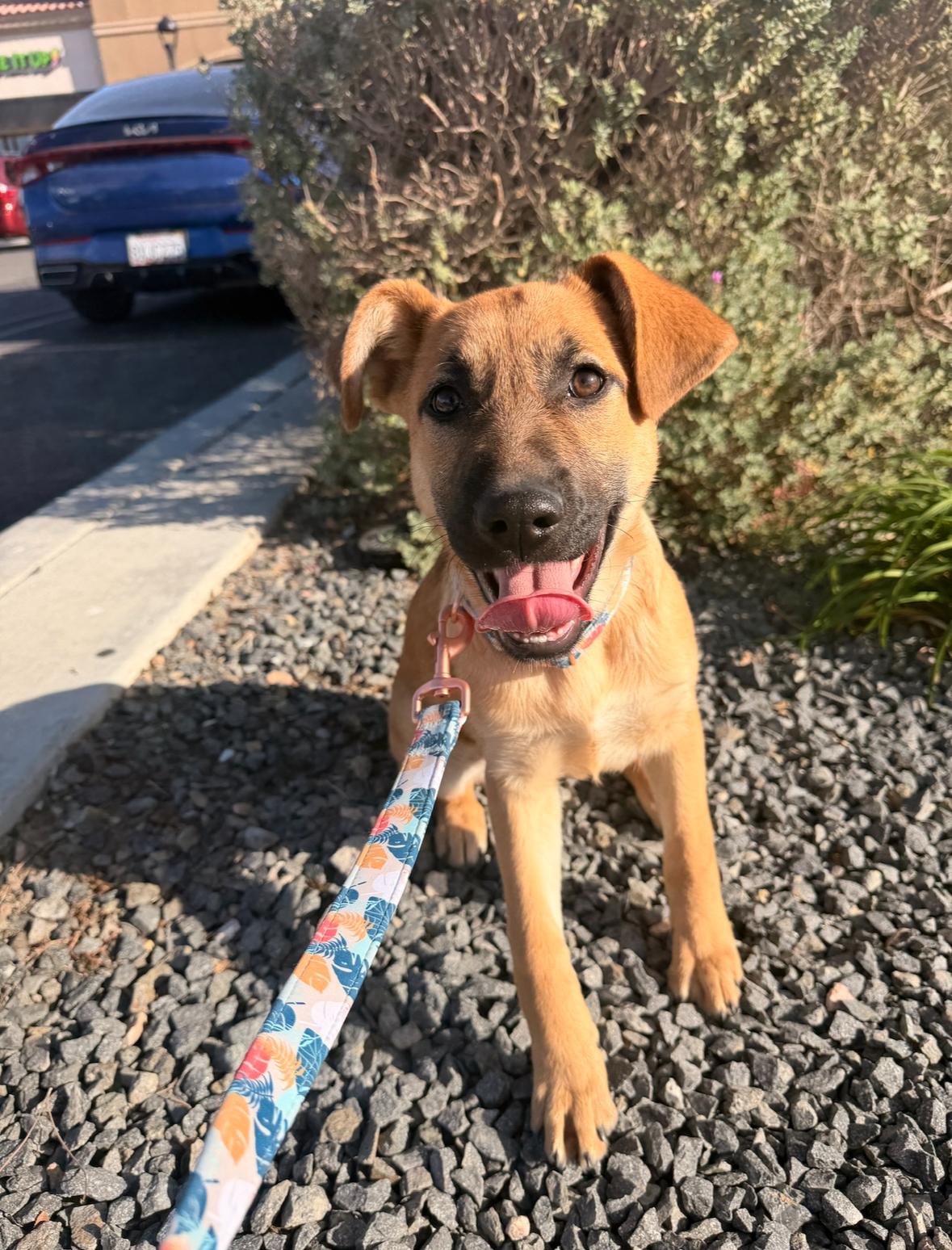 Pumpkin, an adopted German Shepherd Dog in Santee, CA image 1/6