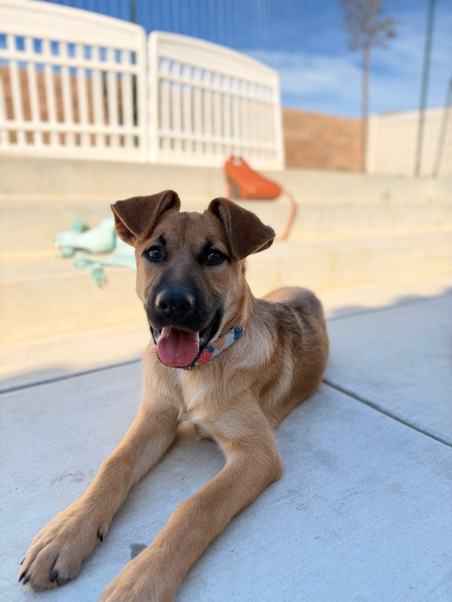 Pumpkin, an adopted German Shepherd Dog in Santee, CA image 4/6