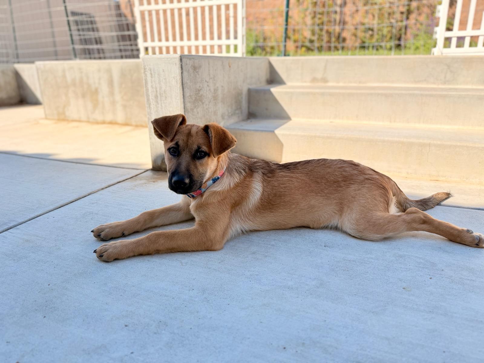 Pumpkin, an adopted German Shepherd Dog in Santee, CA image 5/6