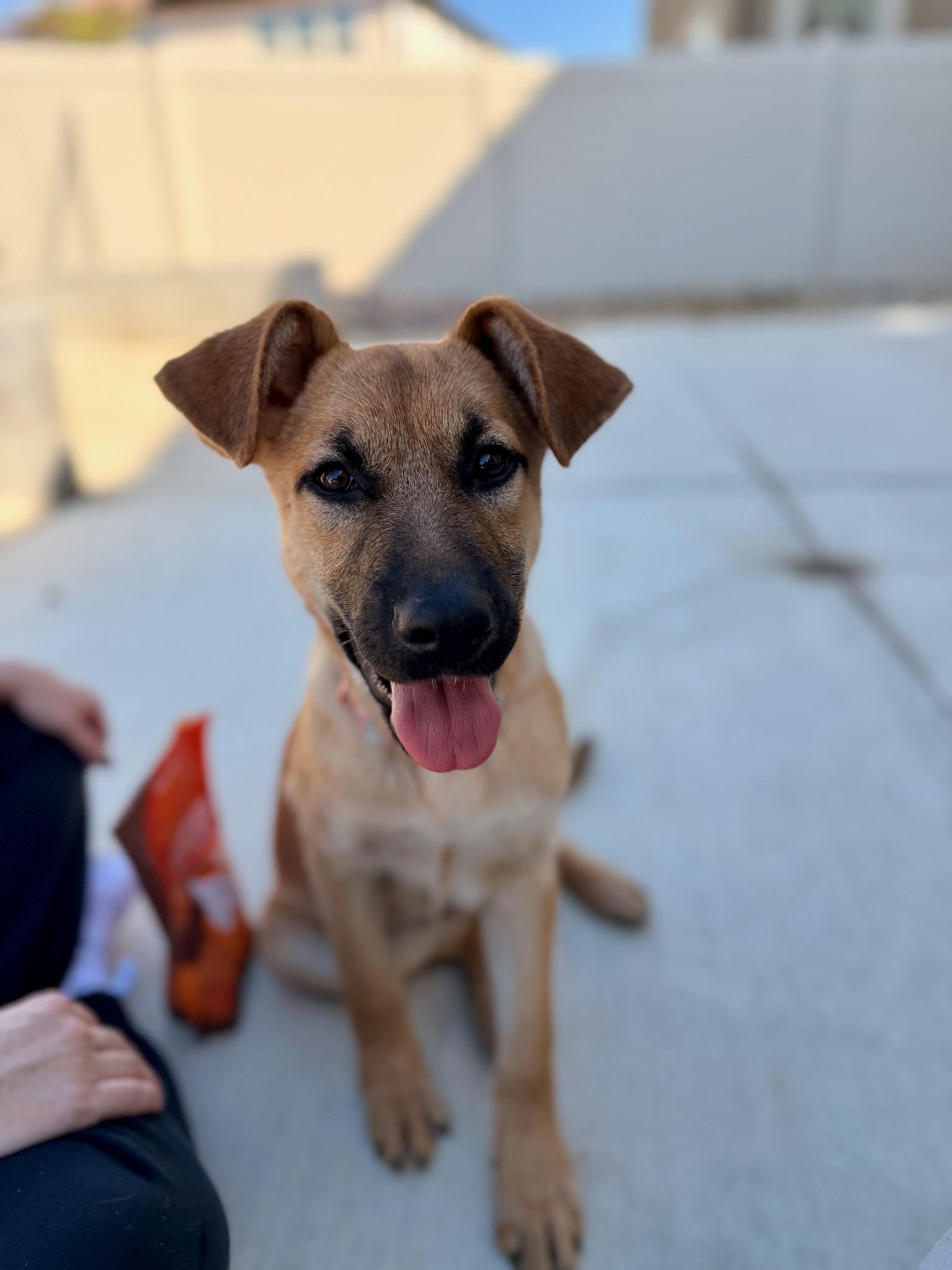 Pumpkin, an adopted German Shepherd Dog in Santee, CA image 3/6