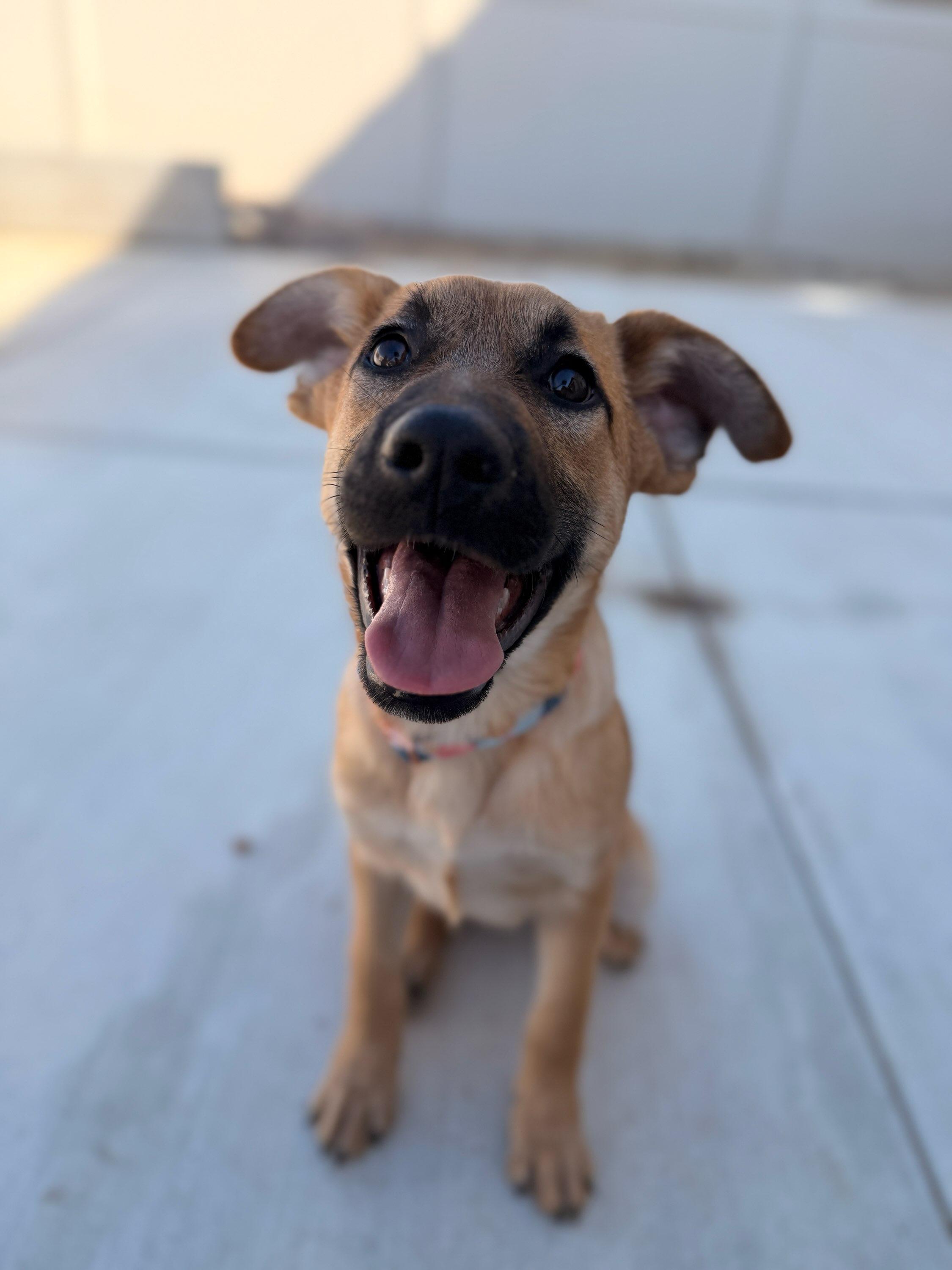 Pumpkin, an adopted German Shepherd Dog in Santee, CA image 6/6