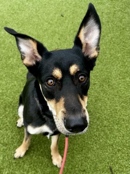 Enlarge Devin, a Adoptable mixed breed in Wichita, KS image 1/6