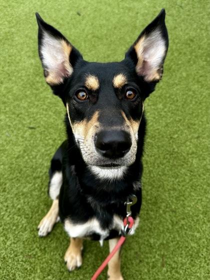 Enlarge Devin, a Adoptable mixed breed in Wichita, KS image 5/6