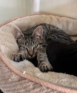 Enlarge Becca, a Adoptable Domestic Short Hair in Suffolk, VA image 1/1