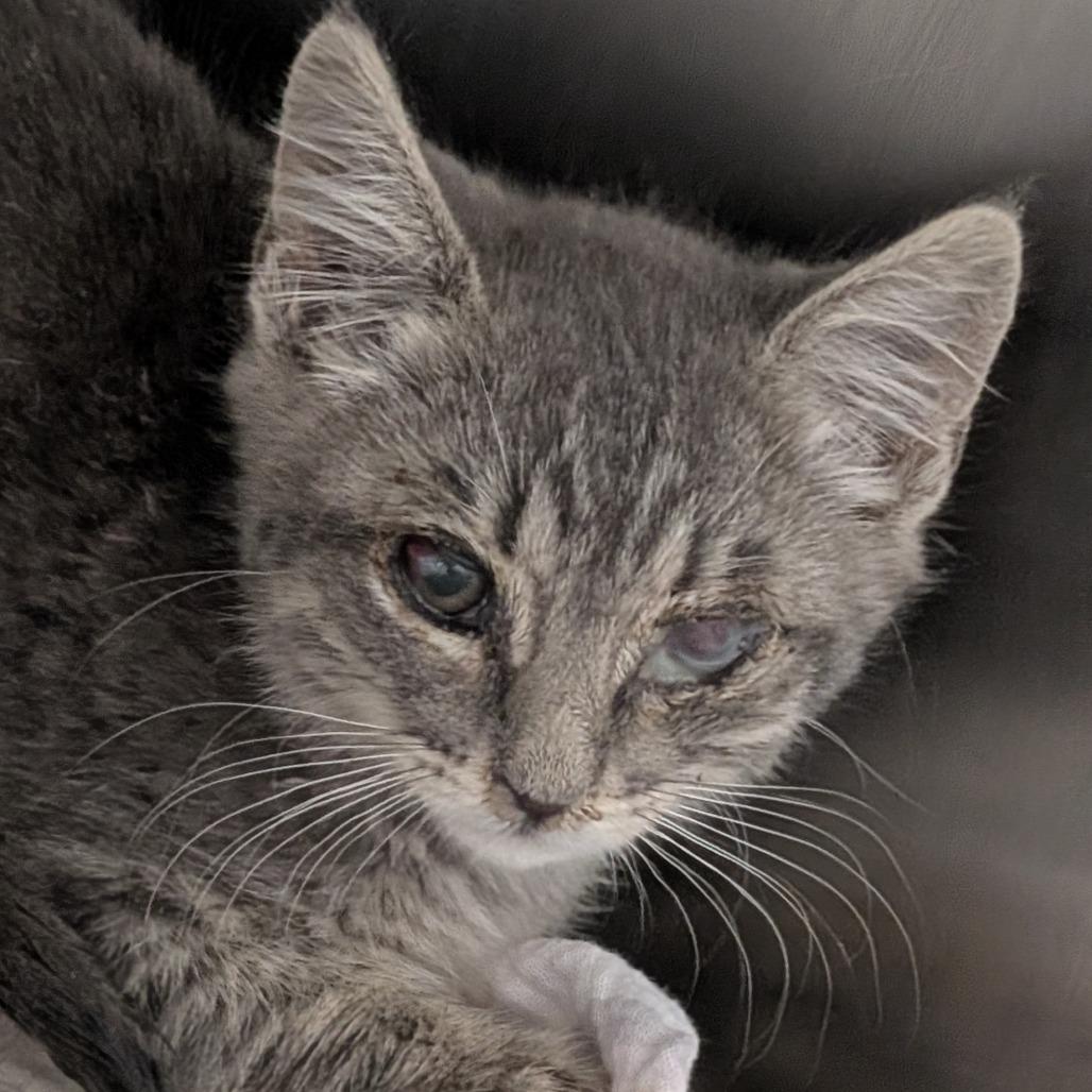 Tobias, Adoptable, Kitten Male Domestic Short Hair.