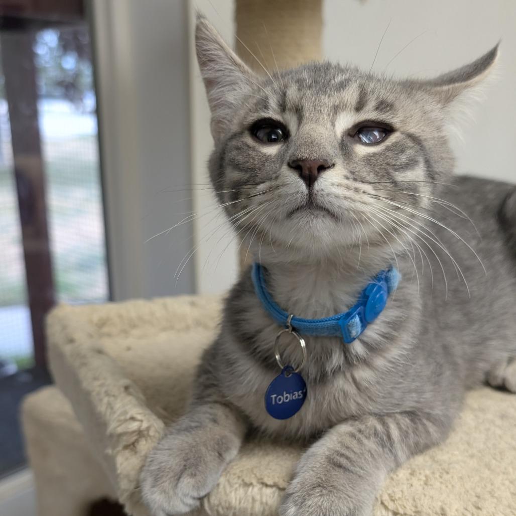 Enlarge Tobias, a Adoptable Domestic Short Hair in Buffalo, WY image 2/2