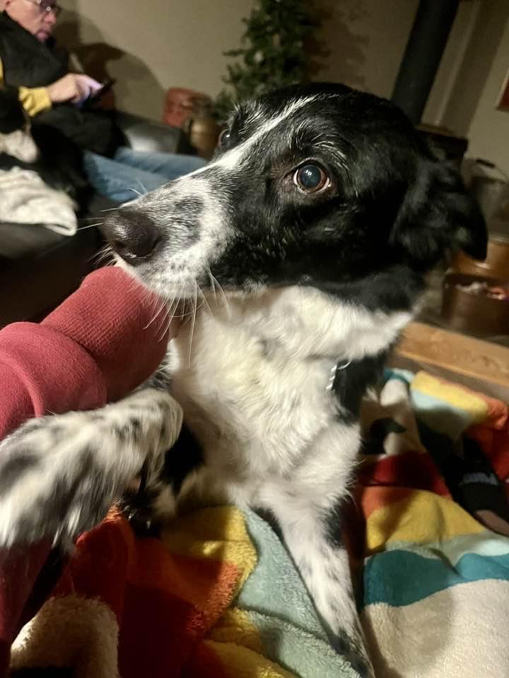 Enlarge Sparrow - adopted!, an adopted Border Collie in Minneapolis, MN image 1/1