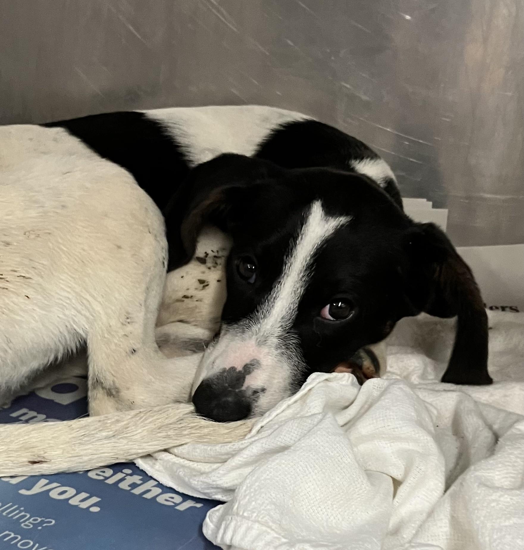 Chickadee, Adoptable, Puppy Female Mixed Breed.