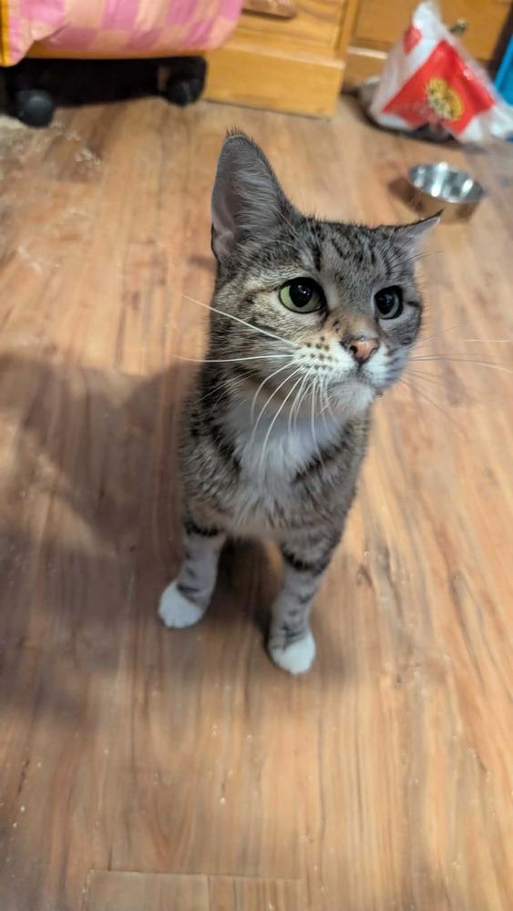 Edamame, Adoptable, Adult Female Domestic Short Hair.