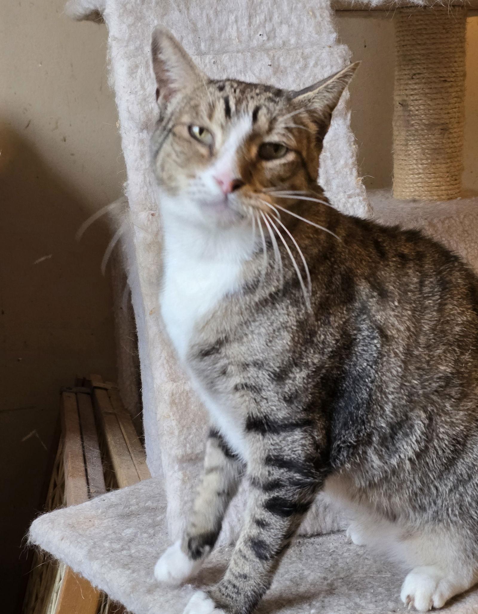 Enlarge Devlin, a Adoptable Domestic Short Hair in Philadelphia, PA image 1/3