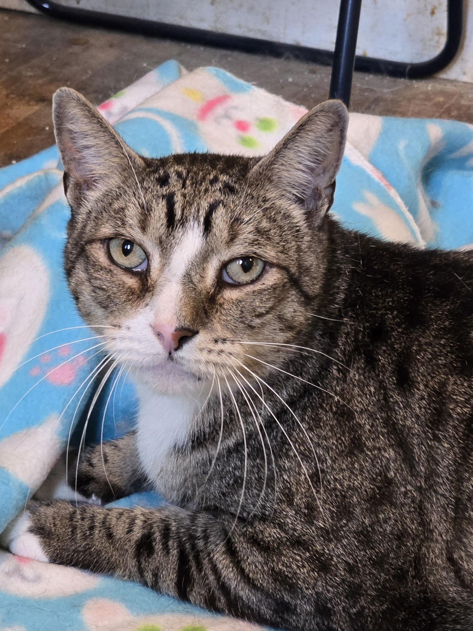 Enlarge Devlin, a Adoptable Domestic Short Hair in Philadelphia, PA image 2/3