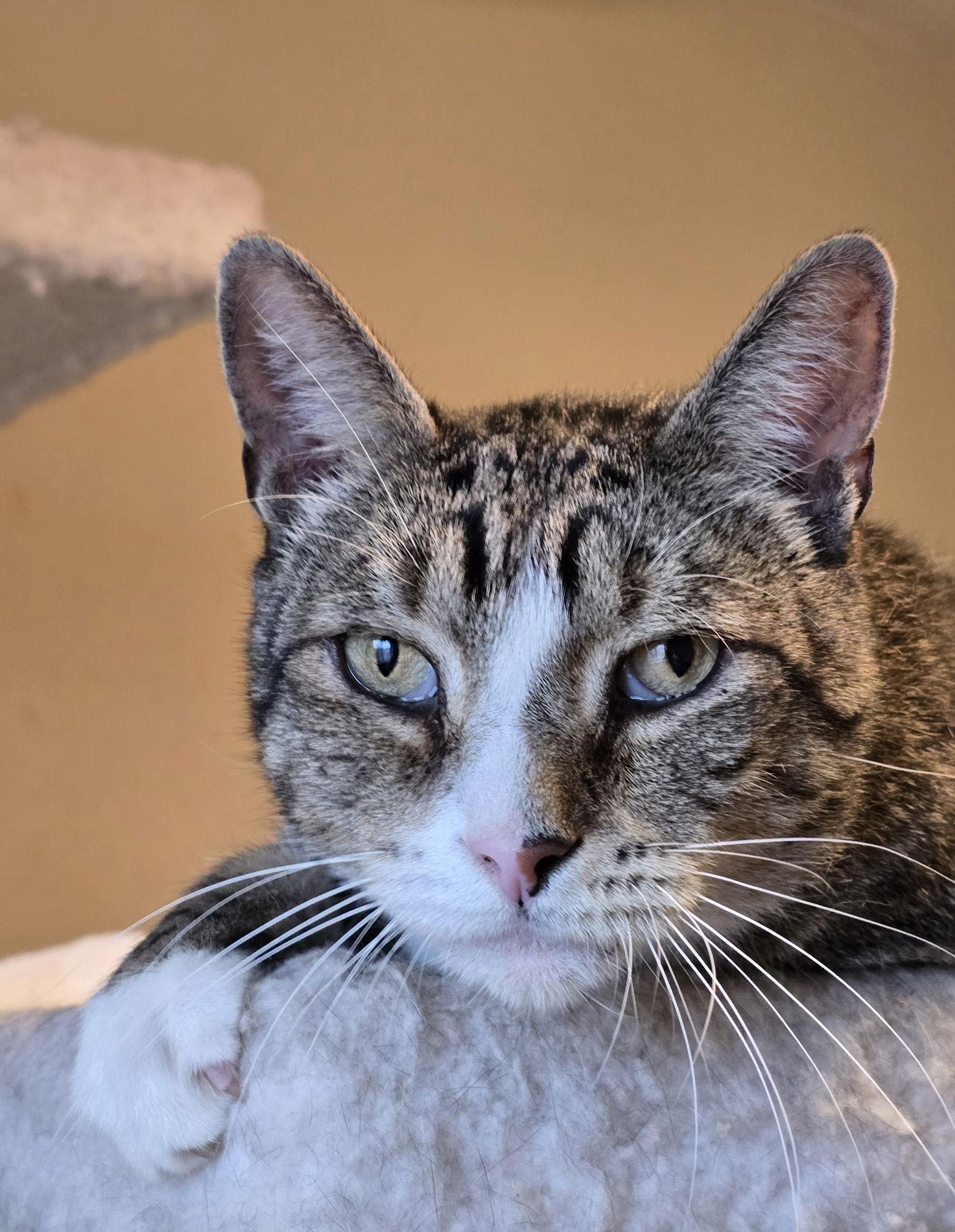 Enlarge Devlin, a Adoptable Domestic Short Hair in Philadelphia, PA image 3/3