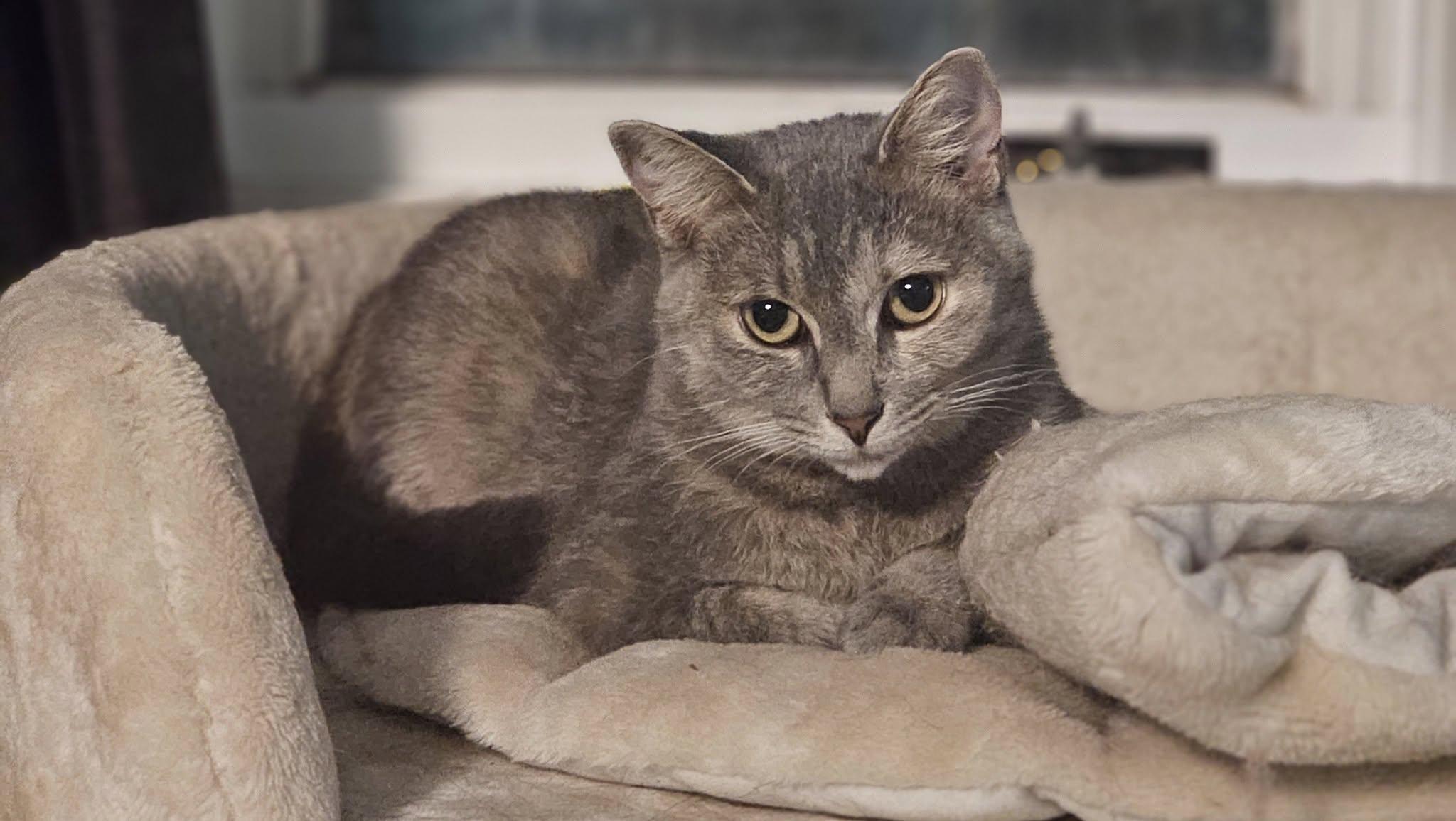 Florence, Adoptable, Adult Female Domestic Short Hair.