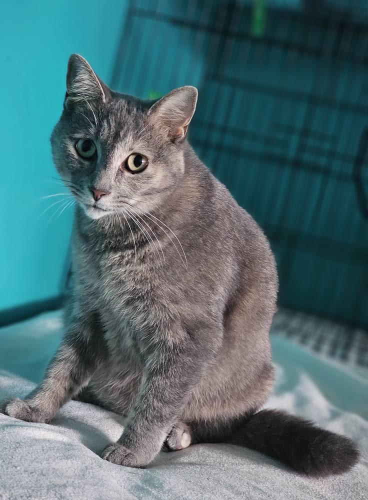 Enlarge Florence, a Adoptable Domestic Short Hair in Spencerville, ON image 2/6