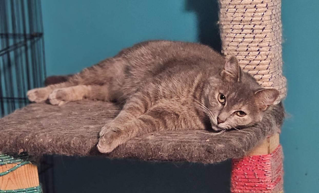 Enlarge Florence, a Adoptable Domestic Short Hair in Spencerville, ON image 3/6