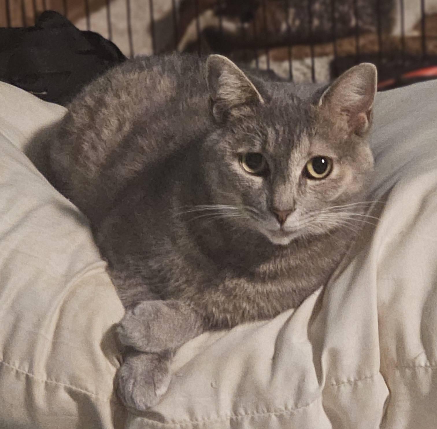 Enlarge Florence, a Adoptable Domestic Short Hair in Spencerville, ON image 5/6