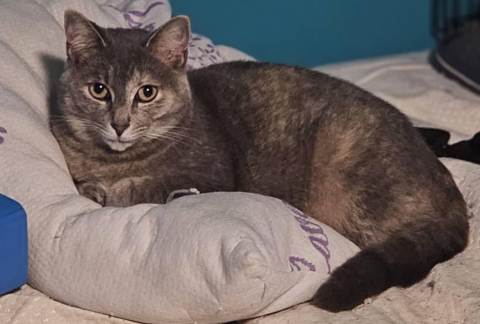 Enlarge Florence, a Adoptable Domestic Short Hair in Spencerville, ON image 6/6