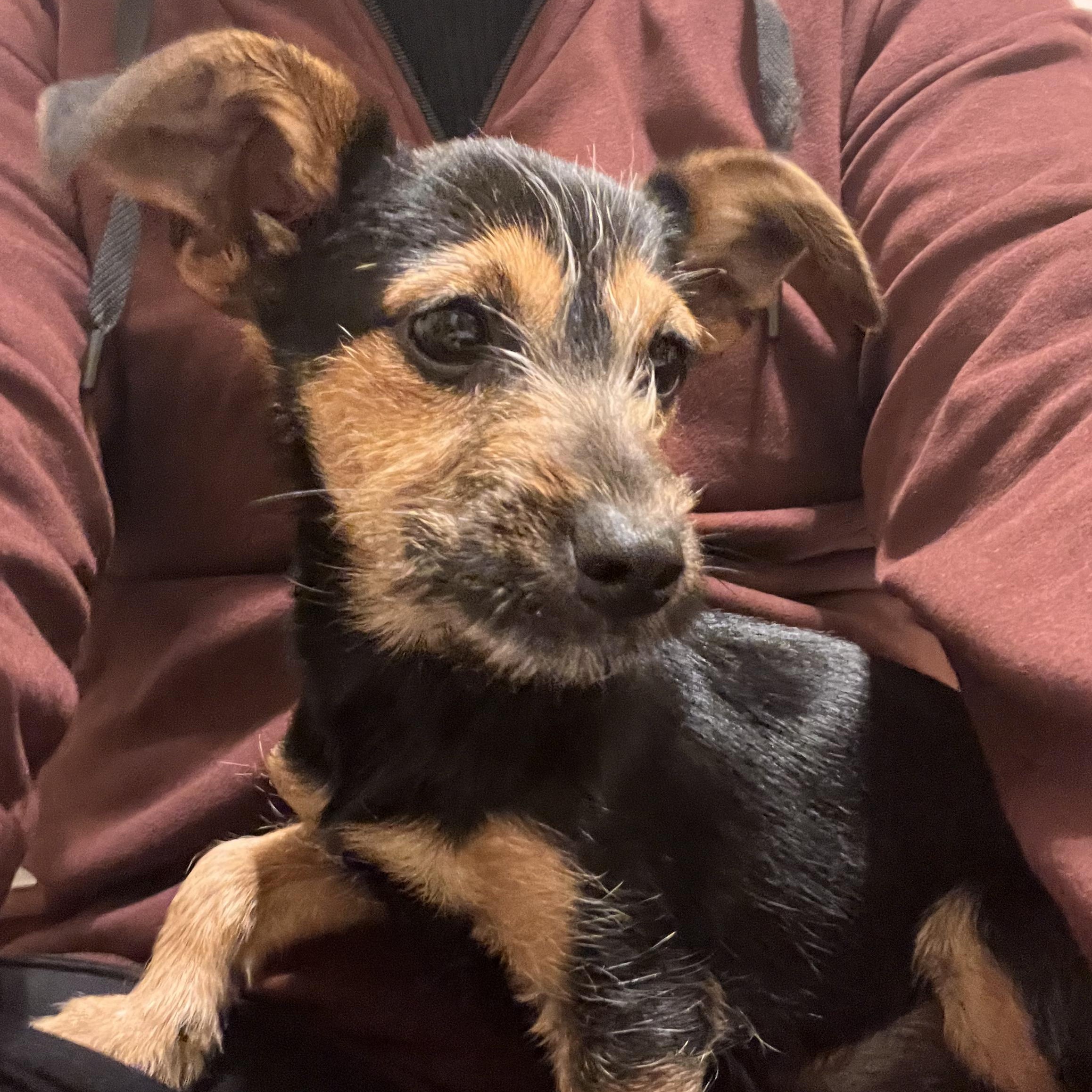 Enlarge Dotty, an adopted mixed breed in Seal Beach, CA image 5/6