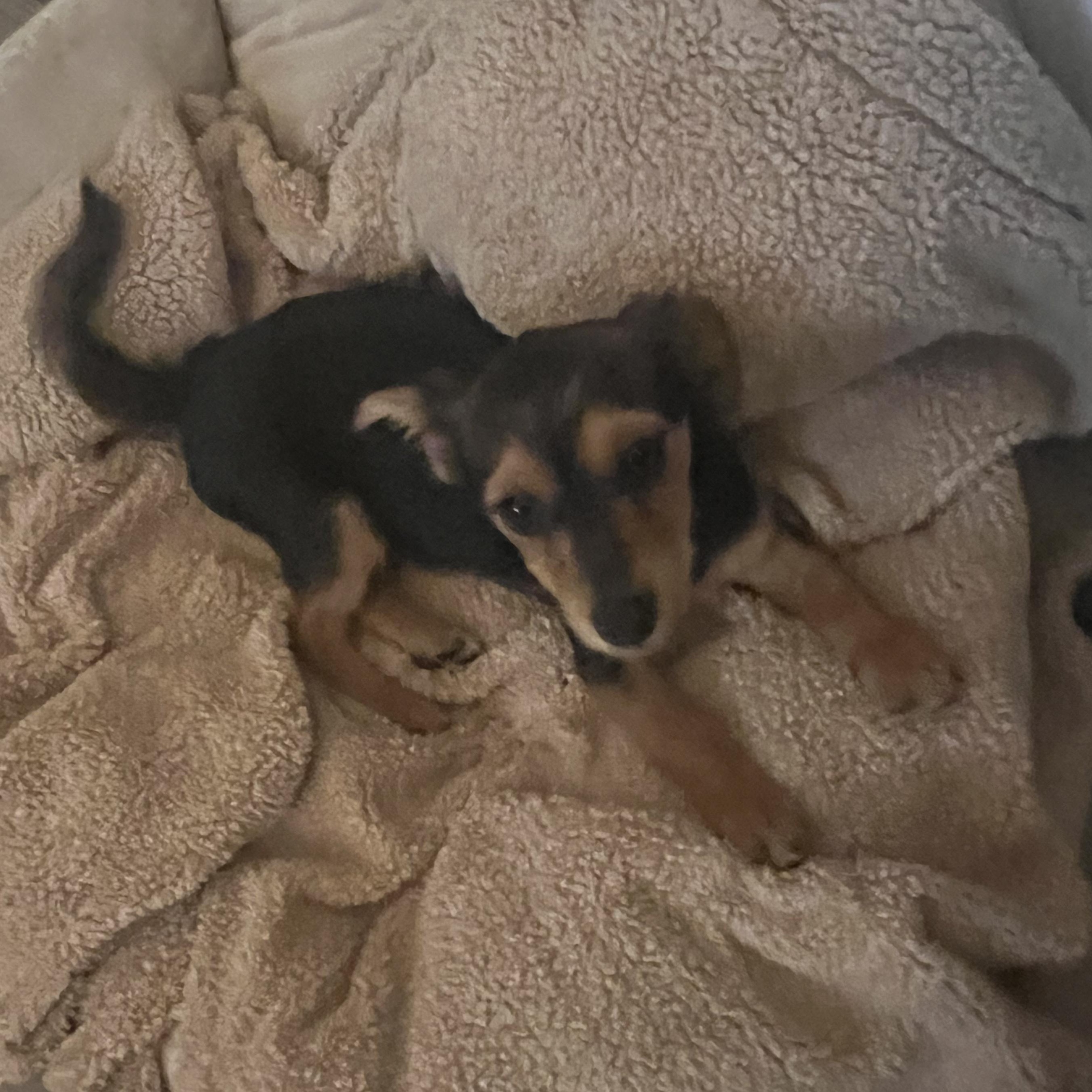 Enlarge Dotty, an adopted mixed breed in Seal Beach, CA image 4/6