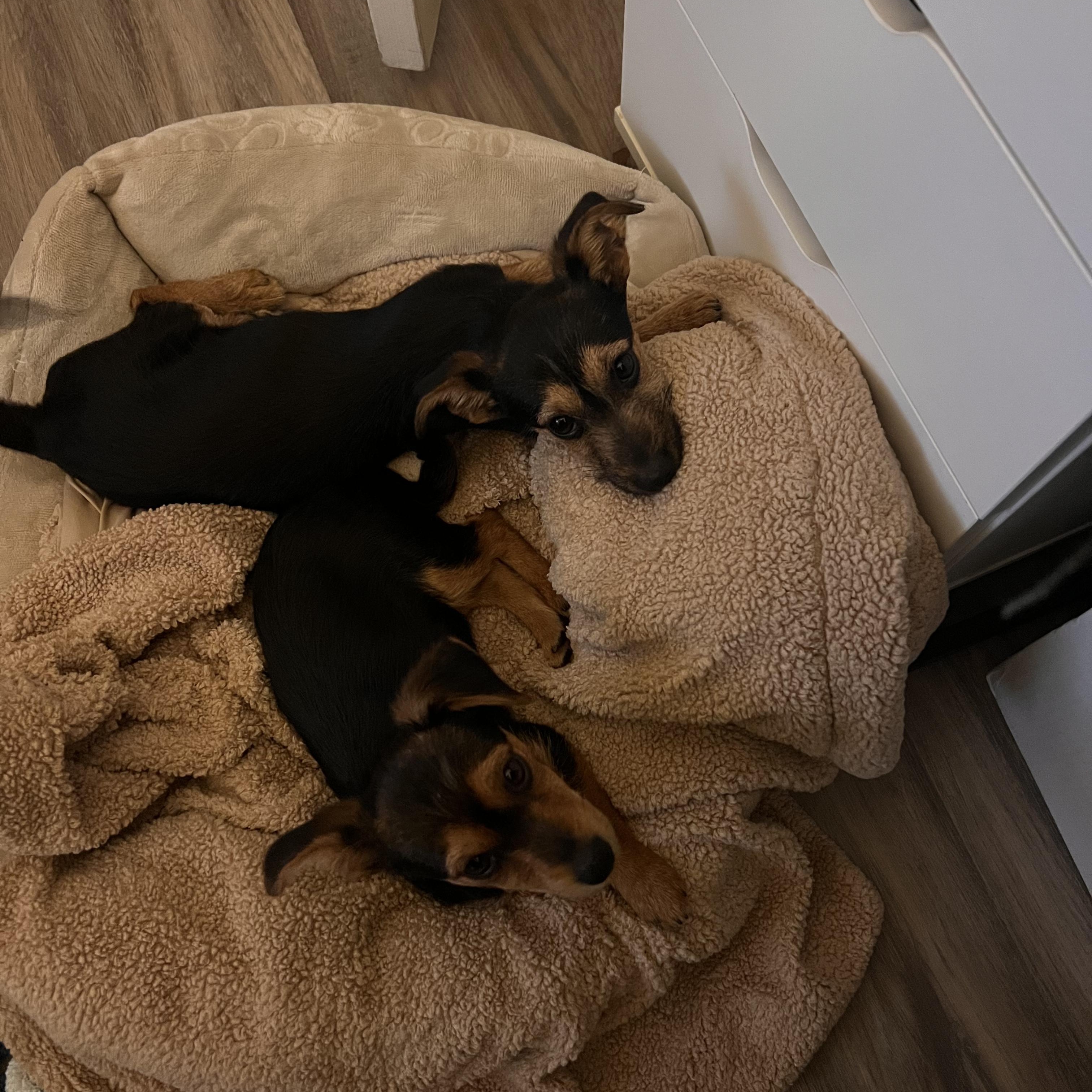 Enlarge Dotty, an adopted mixed breed in Seal Beach, CA image 3/6