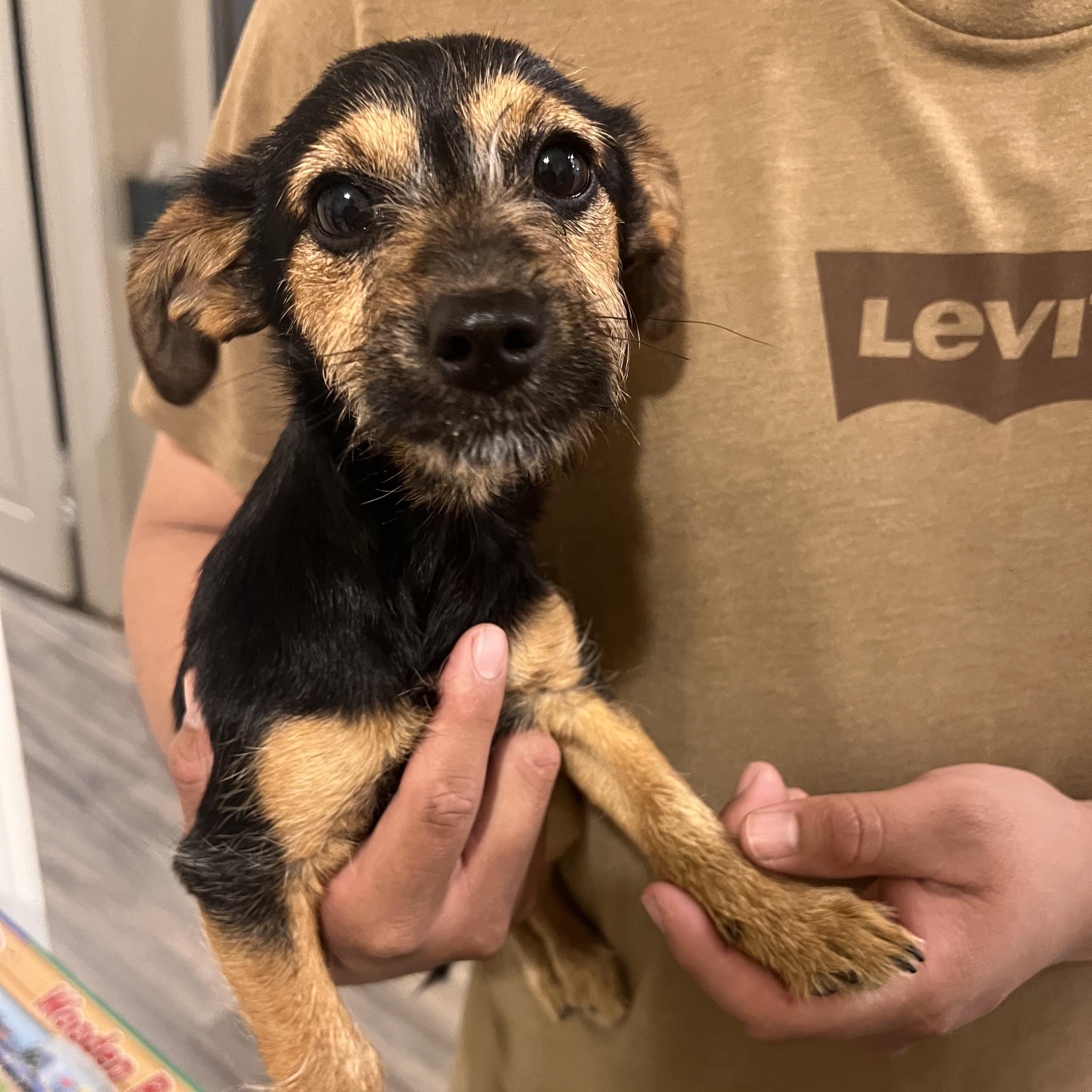 Enlarge Dotty, an adopted mixed breed in Seal Beach, CA image 1/6