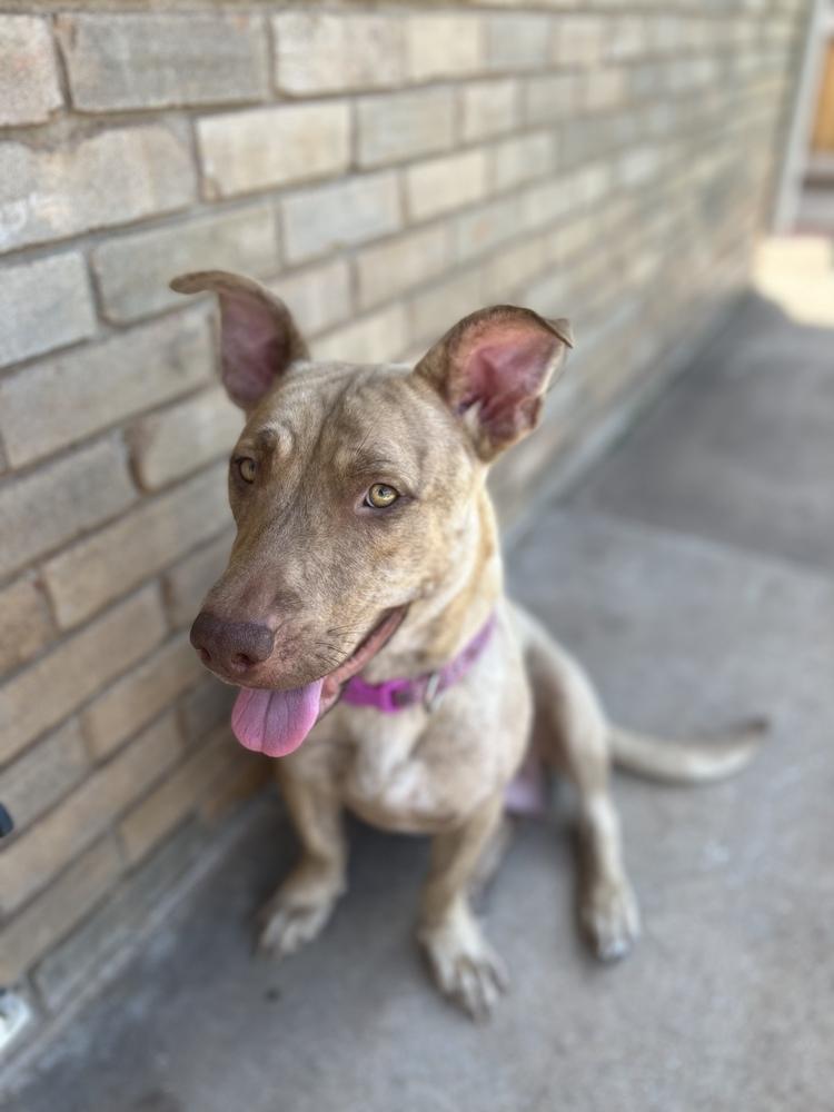 Nala, Adoptable, Adult Female Bull Terrier & Basset Hound.