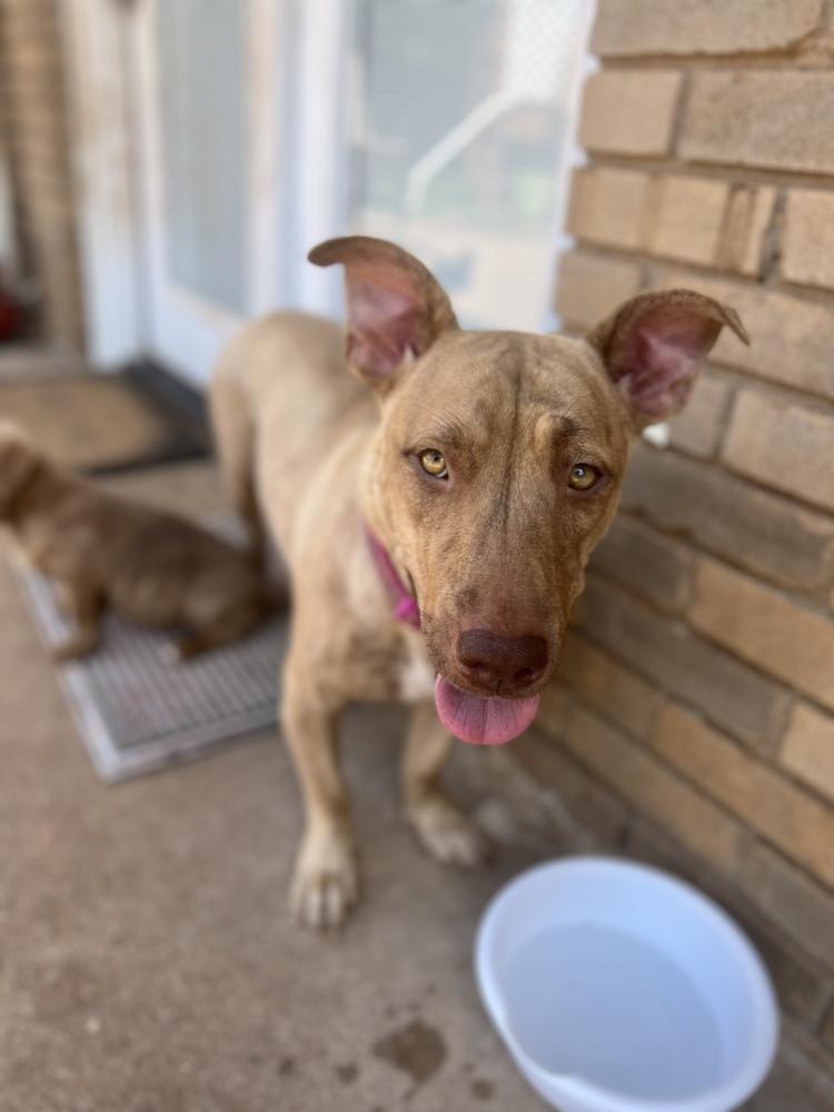 Nala, a Adoptable mixed breed image 2/5