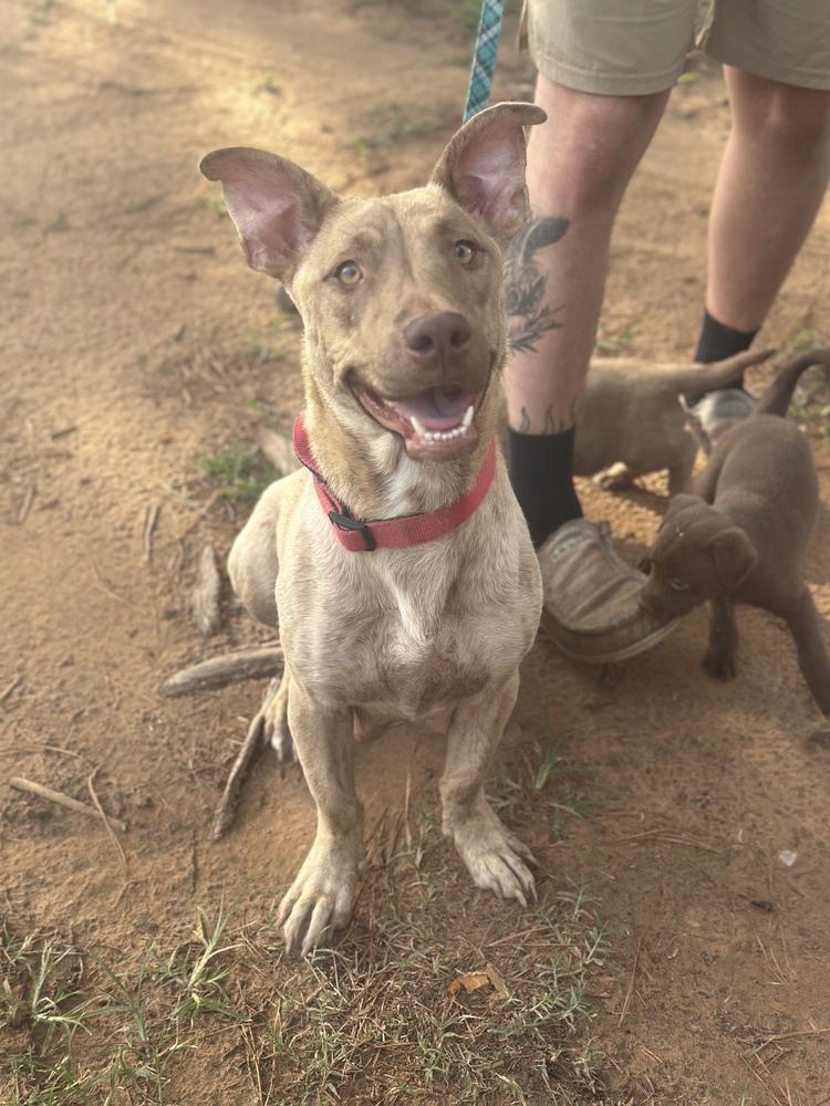 Nala, a Adoptable mixed breed image 3/5