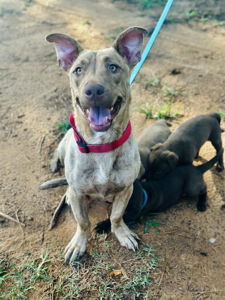 Nala, a Adoptable mixed breed image 4/5