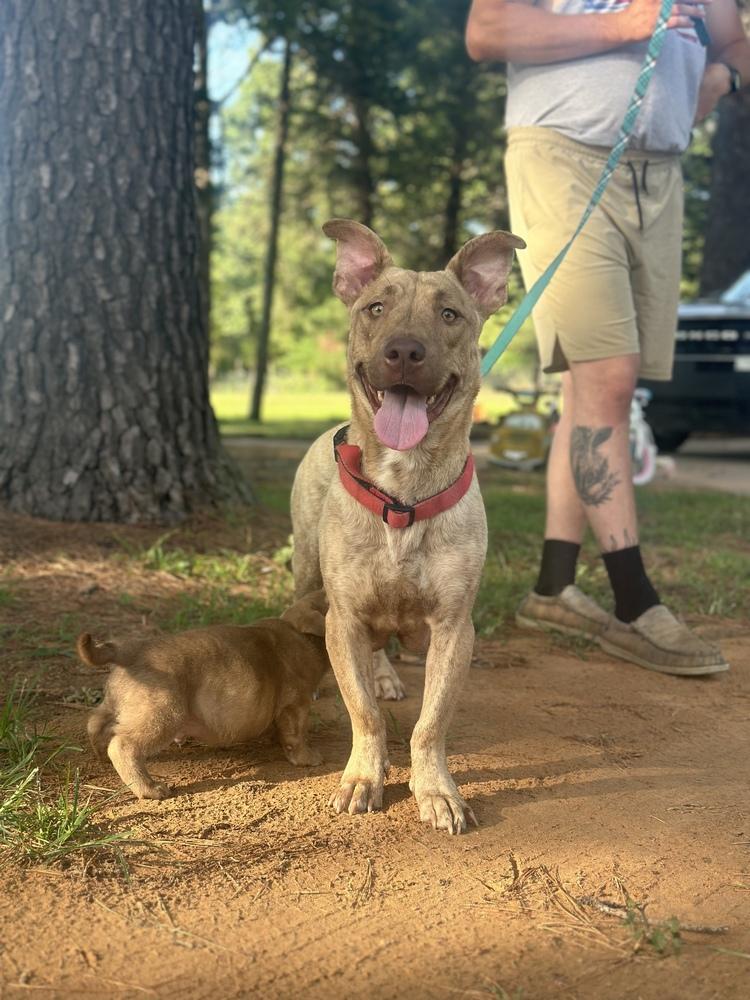 Nala, a Adoptable mixed breed image 5/5