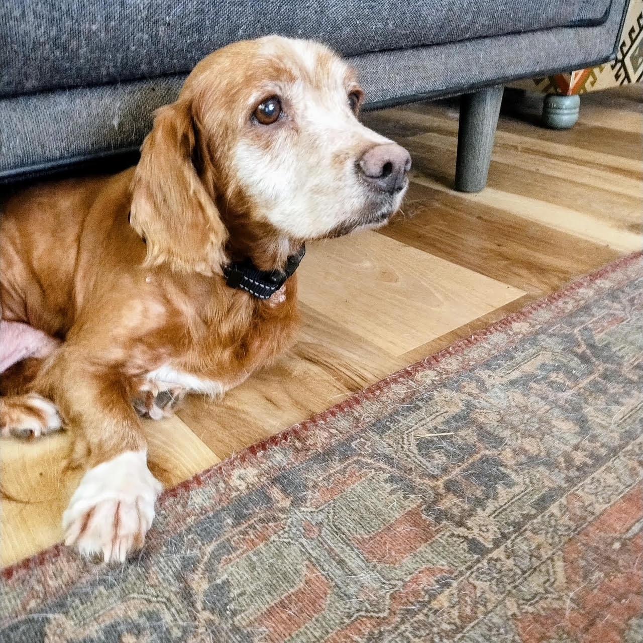 Hugo, Adopted, Senior Male Dachshund & Cavalier King Charles Spaniel.