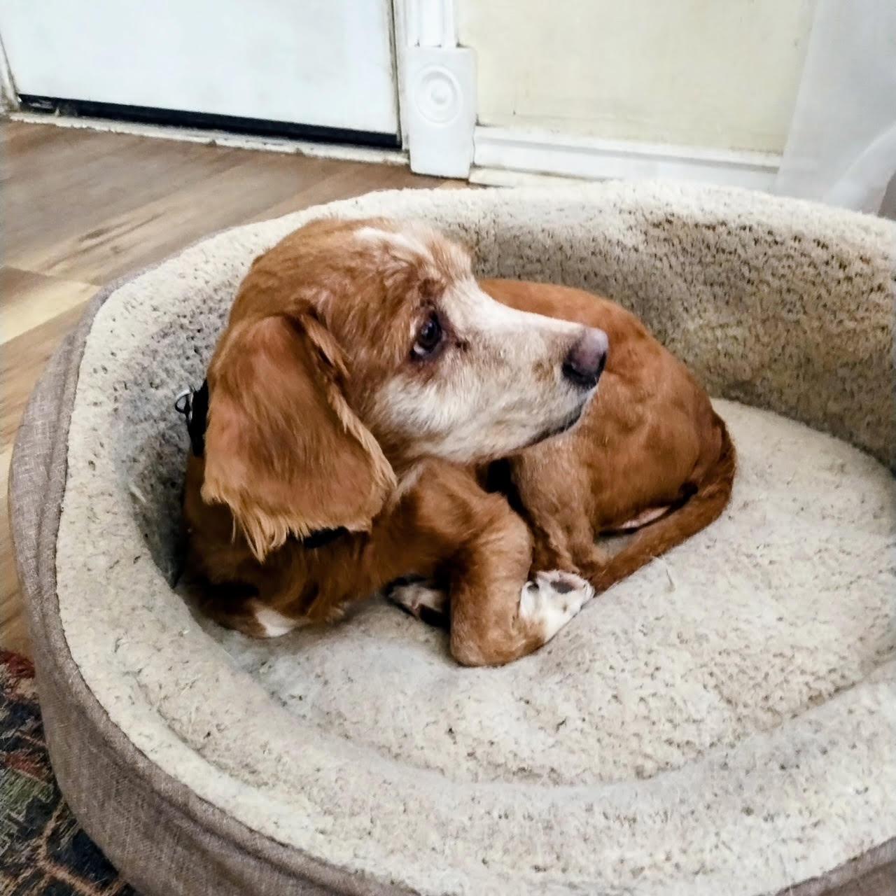 Enlarge Hugo, a Adopted mixed breed in Glendale, AZ image 2/3