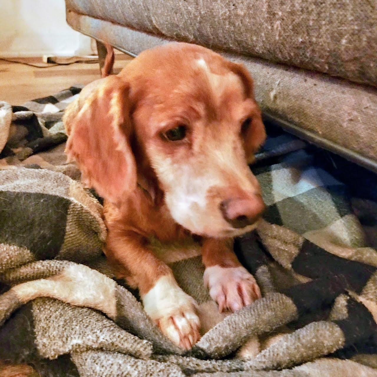 Enlarge Hugo, a Adopted mixed breed in Glendale, AZ image 3/3