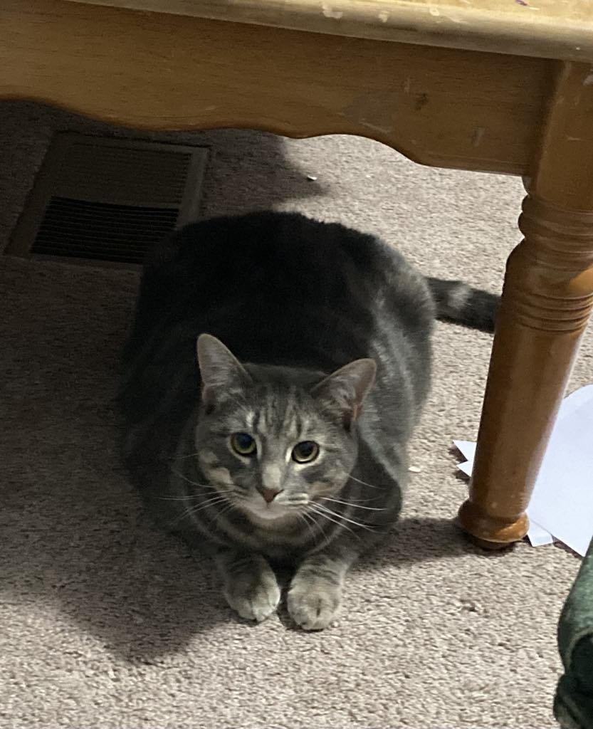 JuLeroy, a Adoptable Domestic Short Hair in Woodstock, CT image 1/3