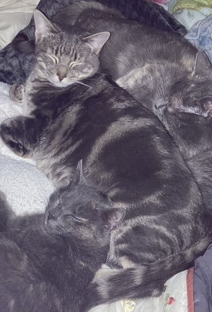 JuLeroy, a Adoptable Domestic Short Hair in Woodstock, CT image 2/3