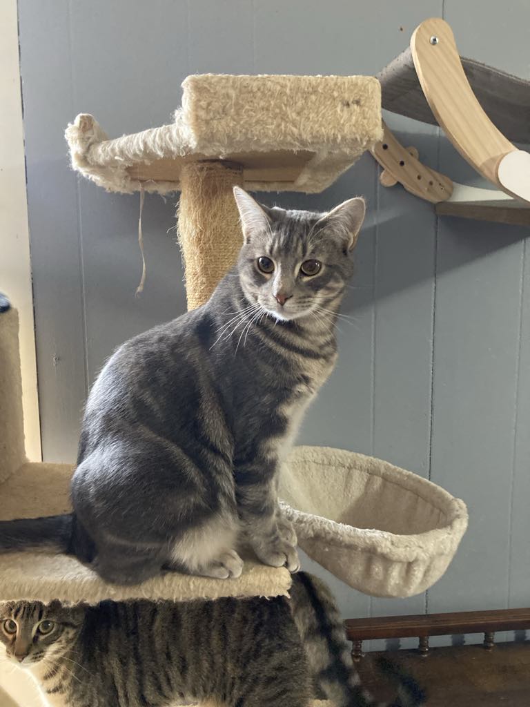 JuLeroy, a Adoptable Domestic Short Hair in Woodstock, CT image 3/3