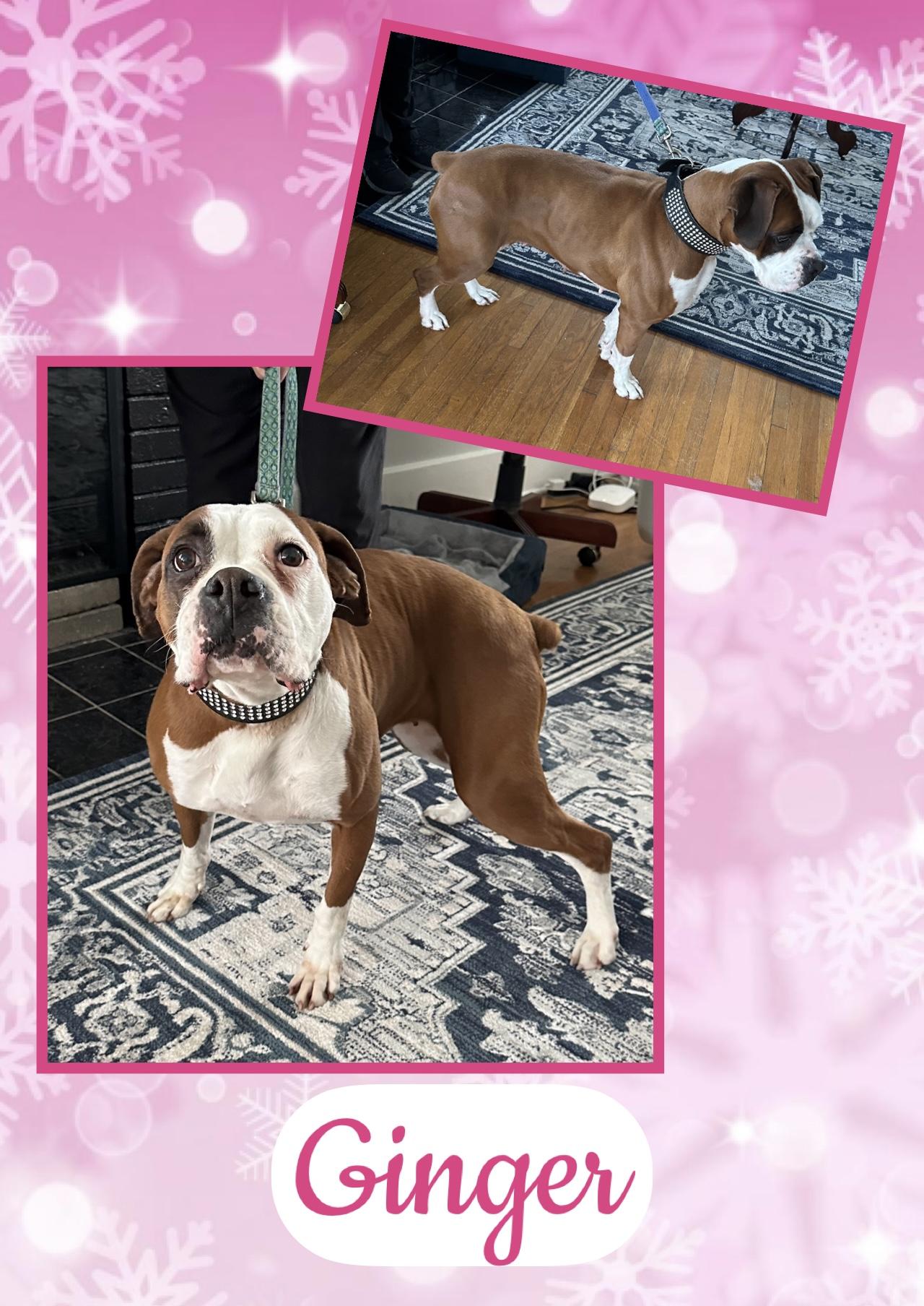 Enlarge Ginger, an adopted Boxer in Fort Wayne, IN image 1/1