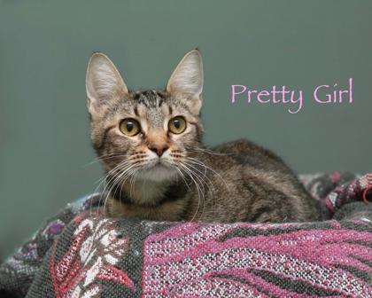 Pretty Girl, Adoptable, Adult Female Domestic Short Hair & Domestic Short Hair.